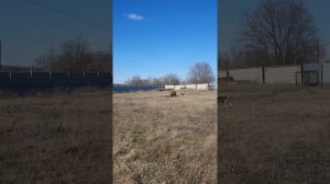 Притравка Западно-сибирской лайки по медведю