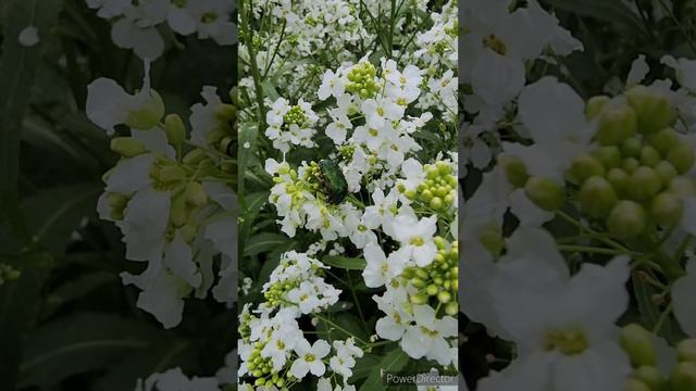 Так цветёт самое умное растение.
