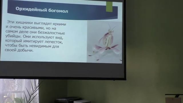 Маскировка в мире насекомых (Давид Хилл)