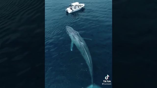 За секунду до. Гигантское чудовище в океане