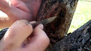 Результат лечения яблони лучший способ