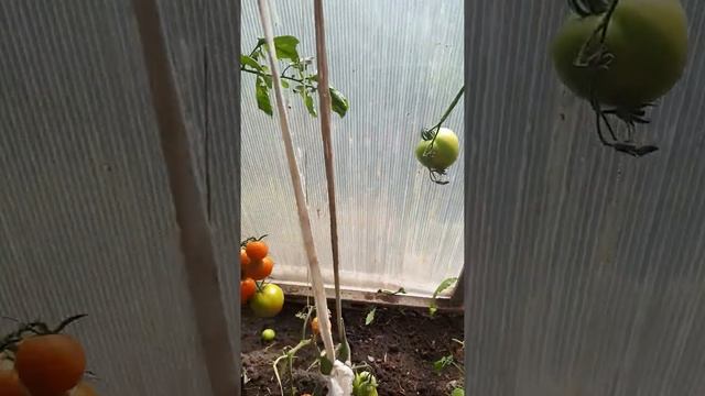 Гусеницы на томатах смотреть онлайн