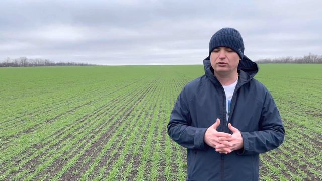 Озимая пшеница Гром. 8 декабря 2021г. Ростовская область. смотреть онлайн