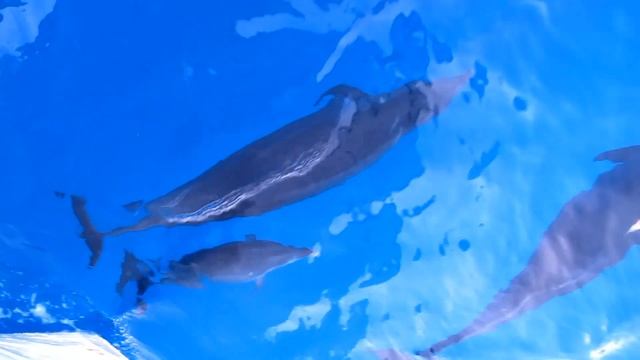 Едва касаясь... Нежная музыка Виктора Горшкова. смотреть онлайн