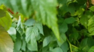 ЛУЧШИЕ СОРТА МАЛИНЫ. МАЛИНА «КАСКАД» - СУПЕР КРУПНАЯ. ТопСад