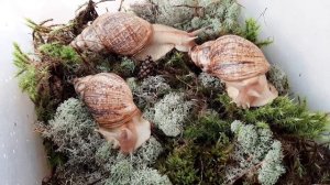 ?КАК ИЗБАВИТЬСЯ ОТ МОШЕК У УЛИТОК⚔??