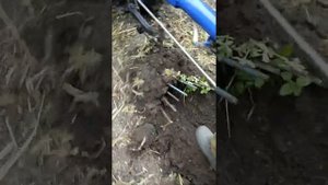 Копаем картофель мотоблоком