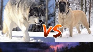 #Английский мастиф против серого волка//Animals Battle//
