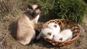 424 Танцев. оркестр Лейпцигского радио пу Вальтера Айхенберга - Так любить