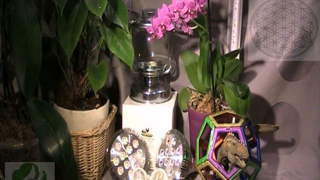 Освещение растений _ ВАЖНАЯ ИНФОРМАЦИЯ ДЛЯ ВАШЕГО ЗДОРОВЬЯ _ смотреть онлайн