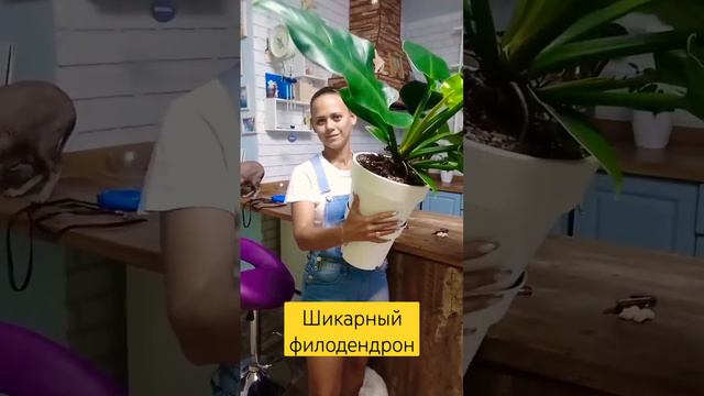 Филодендрон Империал Грин смотреть онлайн