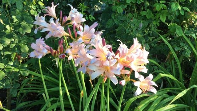 ЛИКОРИС -король сада в АВГУСТЕ. Ликорис чешуйчатый ..Выращивание и уход.. Lycoris смотреть онлайн