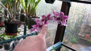 More Random Stuff - Another of Those Bits-n-Bobs Orchid Videos