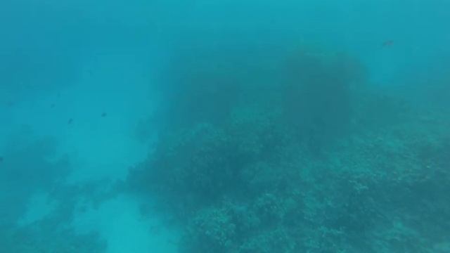 Гигантская мурена, Красное море / Giant Moray, Red Sea (03.2021) - 03 смотреть онлайн