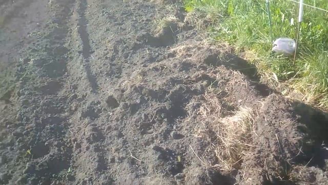 Дикий кабан разнёс электропастуха. смотреть онлайн