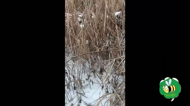 Камышовые подушки. Заготовка . Хорошие подушки залог здоровья наших девченок. смотреть онлайн