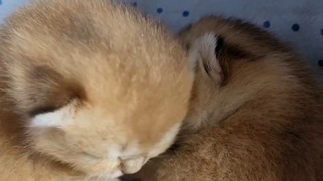 Что снится Новорожденным Котятам ?