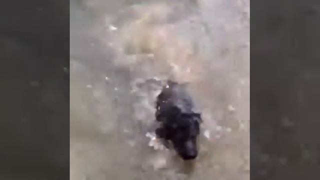 Отдых на даче с моей любимой Собачкой смотреть онлайн