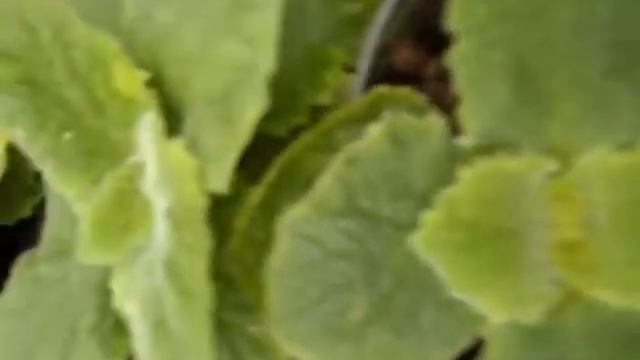 Хлороз вылечили за 3 недели, смотрим результаты. смотреть онлайн