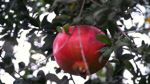 7 BEST FOOD to increase TESTOSTERONE level naturally смотреть онлайн