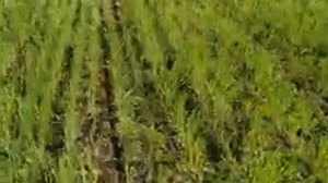 КАК ДЕЛАТЬ НЕЛЬЗЯ! Падалица пшеницы и яровой ячмень.