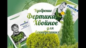 Фертика Хвойное для вечнозеленых. Самое лучшее удобрение для вечнозеленых подкормка Творит чудеса