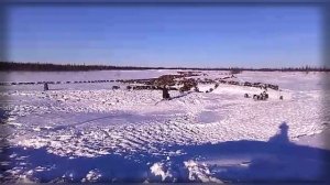 Ямал / ЯНАО / Кочевники, пастухи (оленеводы) / перегон стада оленей