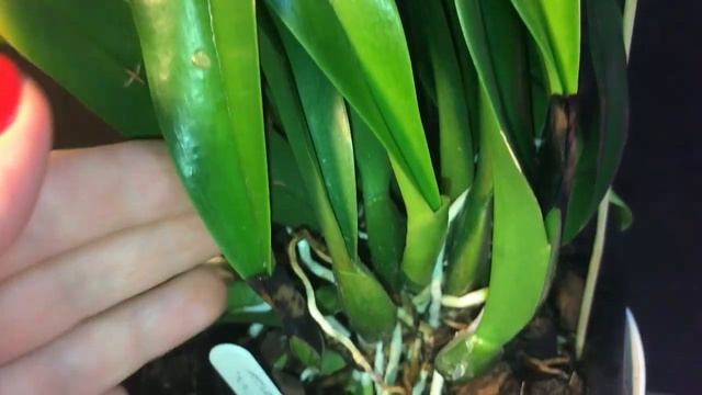 ОРХИДЕИ КАТТЛЕИ CANHAMIANA, C. YELLOW August 14 2021 смотреть онлайн