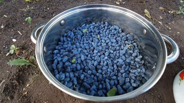 ОНА УГОВАРИВАЛА НАС ЭТОГО НЕ ДЕЛАТЬ, НО МЫ НЕ ПОСЛУШАЛИСЬ. остались без клубники. дегустация иванча смотреть онлайн