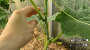 ФОРМИРОВКА ОГУРЦОВ ДЛЯ БОЛЬШОГО УРОЖАЯ. Как формировать огурцы в теплице