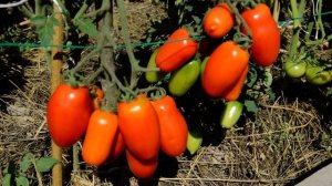 Сорт - "КИБИЦ". Томаты от Фёдора.