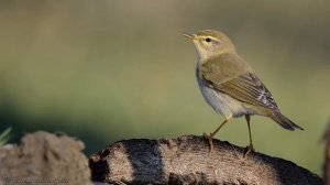 Голоса птиц Как поёт Пеночка весничка Phylloscopus trochilus.mp4