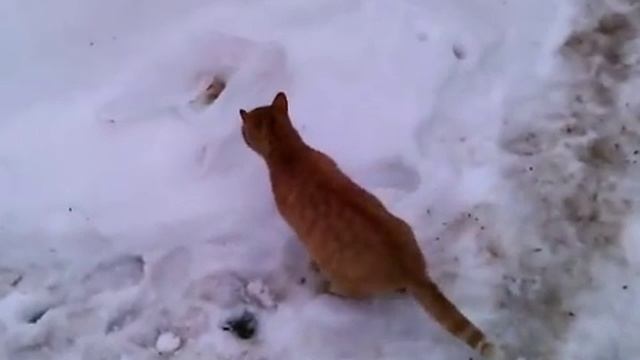 Кошка бежит = Cat runs = смотреть онлайн