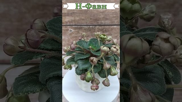 Миниатюрная фиалка Н-Фавн