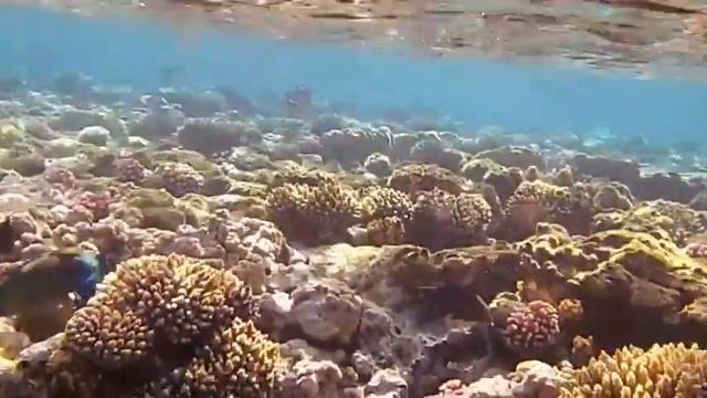 Прозрачная вода и красивые виды дна Красном море в Египте, Шарм-Эль-Шейх смотреть онлайн