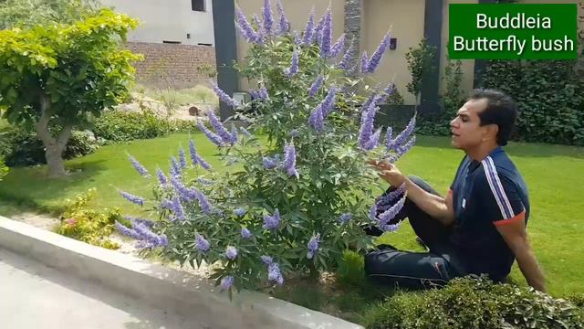 Buddleia the butterfly bush | One of the most beautiful flowering plant | Butterfly tree смотреть онлайн