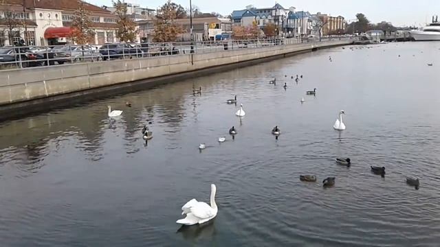 Лебеди, утки, чайки, альбатросы, голуби,yacht ⛵ NYC смотреть онлайн