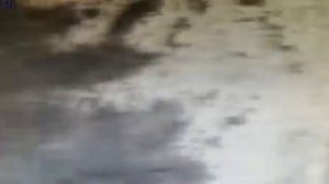 Волки охотятся на кабанов