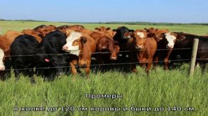 Галловейская порода быков и коров