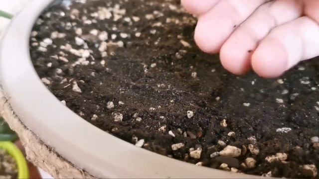 Денежное дерево. Комнатные растения. Повседневные моменты. смотреть онлайн