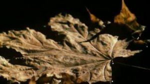 Фредерик Шопен "Прелюдия Ре бемоль мажор "