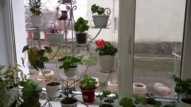 КОМНАТНЫЕ РАСТЕНИЯ. БОЛЬШОЙ ОБЗОР. #комнатныерастения #обзорцветов