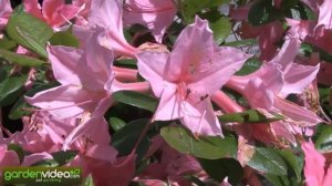 Rhododendron luteum Jolie Madame