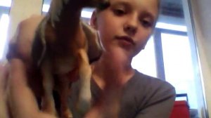 Как сделать попону для фигурки лошади