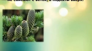 Занимательная викторина о растениях ( 1-2часть)