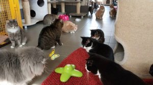 Кисы играют в бабочку 1