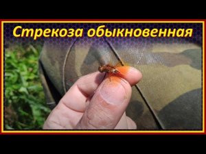Ловим стрекозу / стрекоза обыкновенная