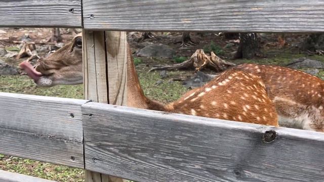 NORWAY VLOG || Норвежский зоопарк || Прогулка в горах || ZOO смотреть онлайн