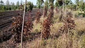 Клeн остролистный Кримсон Сентри | Plante.md