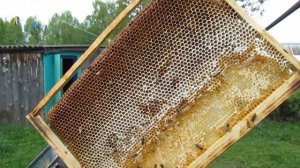 🌿Обсушка сотовых рамок после откачки мёда🌿